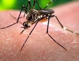 Tres casos autóctonos de Dengue