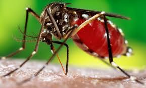 Campaña de prevención del dengue