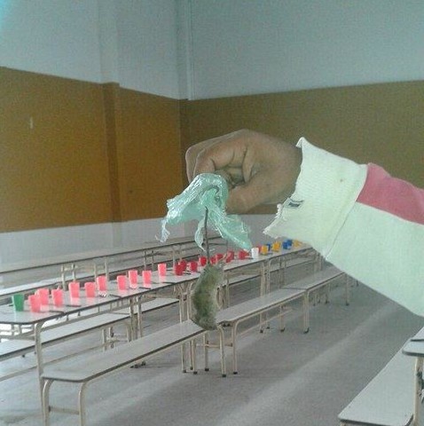 Denuncian invasión de ratas en escuelas