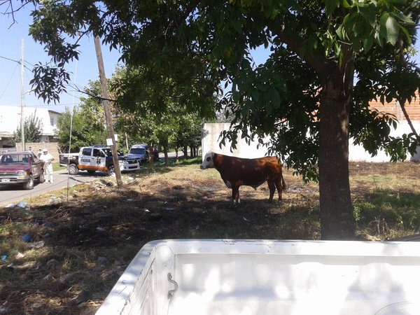 Un toro suelto en Ezpeleta
