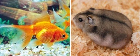 #Berazategui debate: Pececito o Hamster