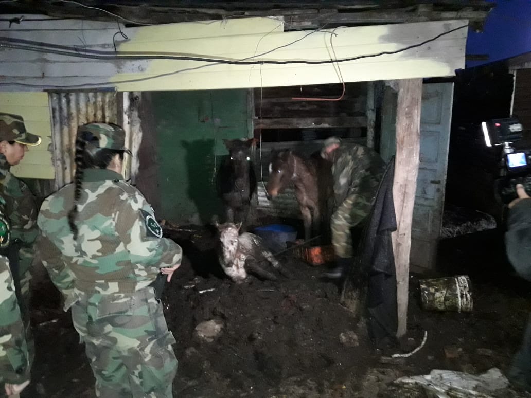 Quilmes: polémica por varios allanamientos en búsqueda de caballos