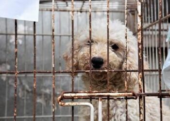 Rescataron más de 500 animales de un criadero clandestino de Adrogué