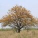 Declararon Paisaje Protegido al “Camino de las Flores” de Longchamps