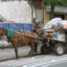 Lanús prohibió la tracción a sangre animal