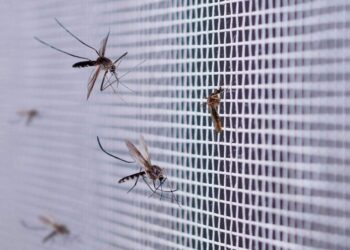 La invasión de mosquitos podría durar hasta 10 días