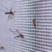 La invasión de mosquitos podría durar hasta 10 días