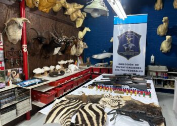 Allanaron a un taxidermista clandestino que traficaba piezas de animales protegidos