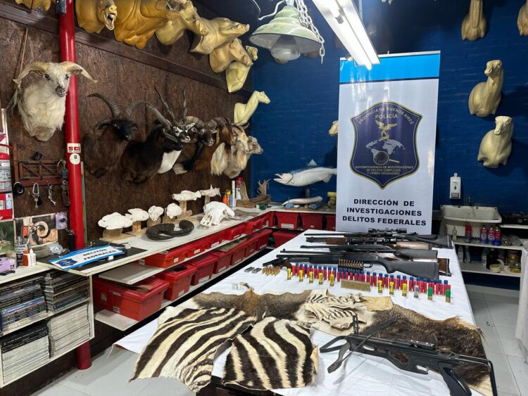 Allanaron a un taxidermista clandestino que traficaba piezas de animales protegidos