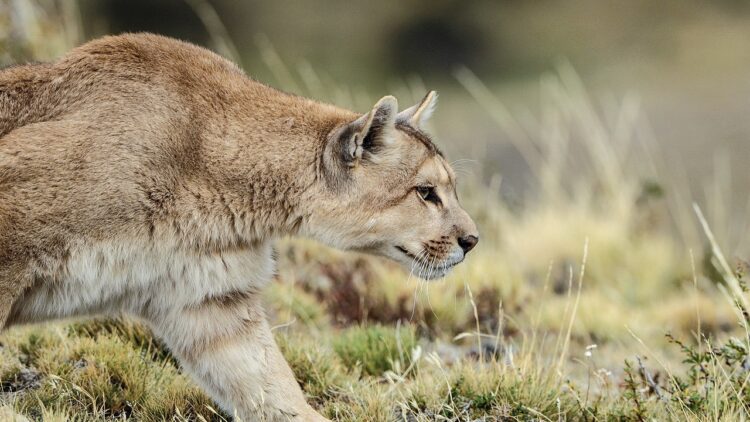 Puma Hudson