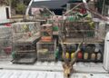 Desarticulan una red de tráfico de fauna silvestre que operaba en Lomas y Brown