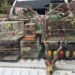 Desarticulan una red de tráfico de fauna silvestre que operaba en Lomas y Brown